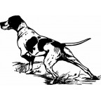Vizsla image